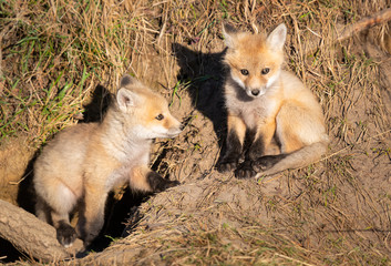 Fototapeta premium Red fox kits in the wild