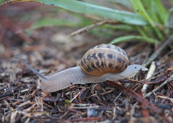 caracol