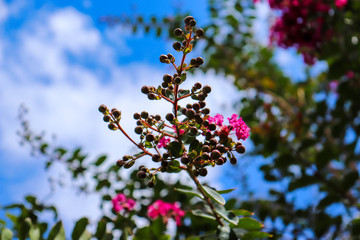 Branch with buds and pink flowers on a blue sky with clouds background