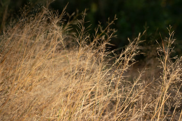 Dry furry panicles of Calamagrostis Ground (Calamagrostis epigeios) in a meadow with a copy space