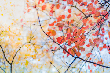 Colorful autumn leaves on a soft background on a sunny day