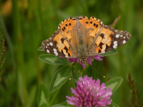 Painted lady butterfly (Vanessa cardui) - close up of orange-black-white butterfly on pink clover flower 