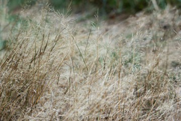 Dry furry panicles of Calamagrostis Ground (Calamagrostis epigeios) in a meadow with a copy space