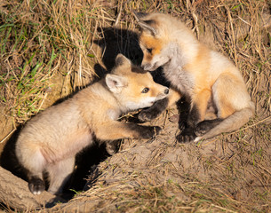 Red fox kits in the wild