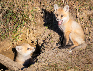 Red fox kits in the wild