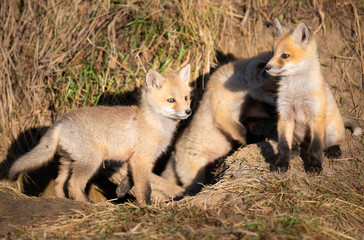 Red fox kits in the wild