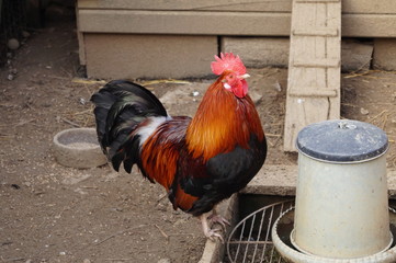 Coq posé sur sa mangeoire 