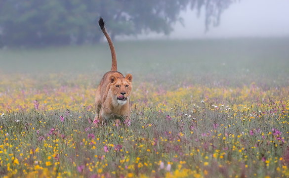 Close-up portrait of a lioness running  in a foggy morning through a savanna full of colorful flowers directly to the camera. Impressionistic scene of the top predator in a nature Lion, Panthera leo.