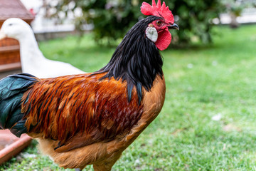 Imagine two chickens decide to go for a little walk. They grab their sun hats, put on their best feather boas and waddle off,
