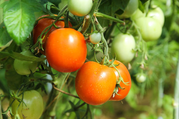 Gardening and agriculture. Red and green tomatoes on branches and bushes in the greenhouse. Harvest. Horizontal, background image, copy space