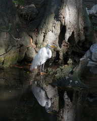 Great White Egret Bird Photo. Great White in the water with a reflection displaying white feather plumage, body, spread wing, head, eye, neck, long legs, in its habitat with tree and rock background.