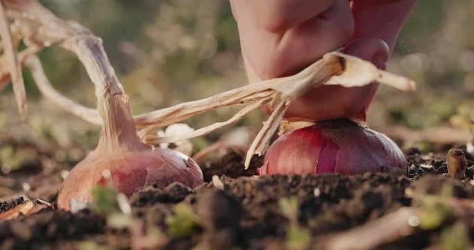Farmer's hand pulls onion bulb from soil.