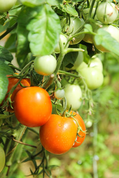 Gardening and agriculture. Red and green tomatoes on branches and bushes in the greenhouse. Harvest. Vertical, background image, copy space