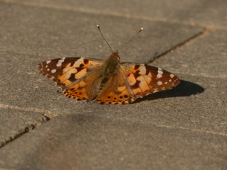 Painted lady butterfly (Vanessa cardui) - close up of orange-black-white butterfly on the grey...