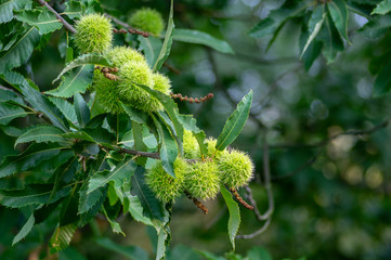 Castanea sativa ripening fruits in spiny cupules, edible hidden seed nuts hanging on tree branches