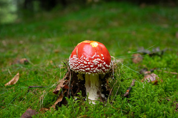Amanita muscaria fly agaric poisonous mushroom growing in a forest, beautiful fungus with red cap with white dots