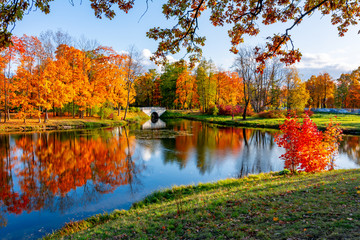 Autumn foliage in Alexander park, Tsarskoe Selo (Pushkin), Saint Petersburg, Russia