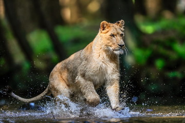 Close-up portrait of a lioness chasing a prey in a creek. Top predator in a natural environment. Lion, Panthera leo.