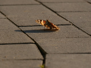 Painted lady butterfly (Vanessa cardui) - close up of orange-black-white butterfly on the grey pavement