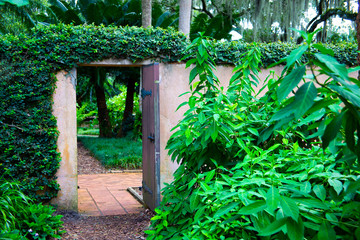 A garden wall draped in greenery with it's gate wide open