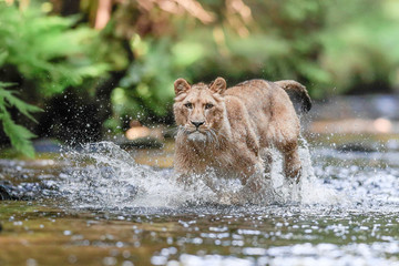 Naklejka na ściany i meble Close-up portrait of a lioness chasing a prey in a creek. Top predator in a natural environment. Lion, Panthera leo.