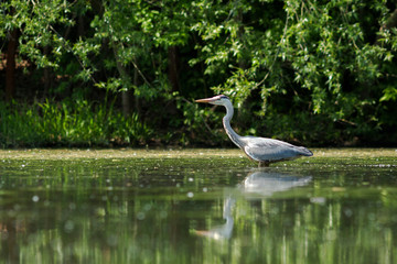 Gray heron in the nature