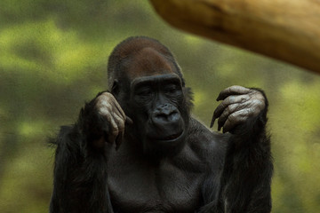 gorilla in a zoo in front of camouflage wall