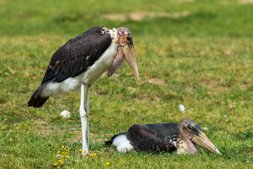The pair of  marabou stork (Leptoptilos crumenifer)
