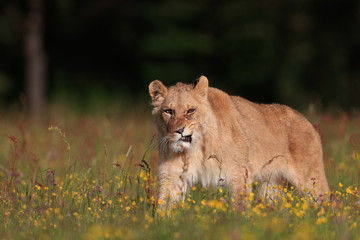 Close-up portrait of a lioness on a sunny savannah. Top predator in a natural environment. Lion, Panthera leo. 