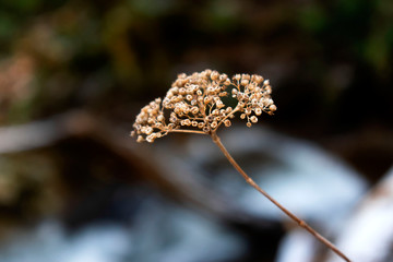 flower in the middle of forrest