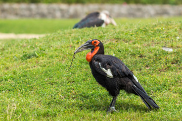 southern ground hornbill (Bucorvus leadbeateri) with small snake in the beak