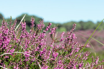 Obraz premium Dutch heather fully blooming in the midst of the forest in August 6