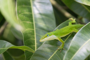 a green gecko on a green leaf