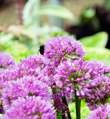 Beautiful purple flowers in the garden with two bumbleebees on the flowers