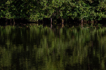 Fototapeta na wymiar trees and their reflections in a pond, taken on a Sunny August day
