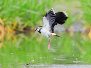 Close-up photo of beautiful wader, starting from the lake's surface. Northern Lapwing, Vanellus vanellus.