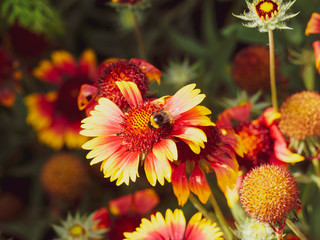 (Bombus terrestris) Eine Dunkle Erdhummel ernähren sich von Nektar und Pollen