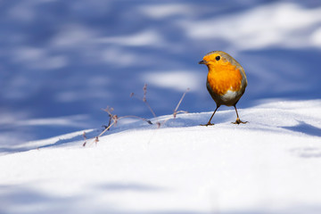 Winter and cute bird Robin. White blue winter nature background. Bird: European Robin. Erithacus rubecula.