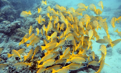 Fototapeta na wymiar Snappers schooling over reef