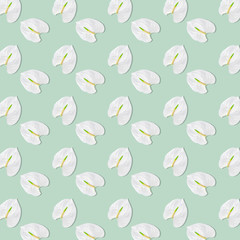 Pattern from white flower on pastel green background
