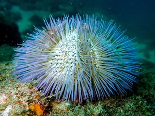 Naklejka na ściany i meble Blue sea urchin