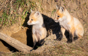 Red fox kits in the wild