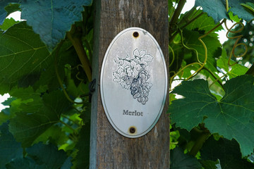 Vine plants with a "Merlot" sign on a vineyard in Radebeul. Merlot is a dark wine grape variety.
