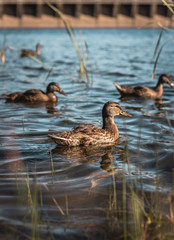 Patos nadando en un lago