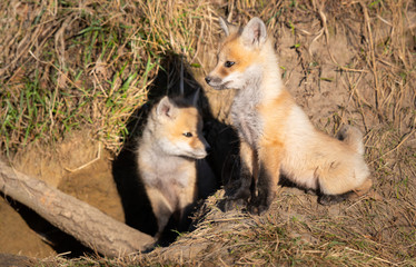 Red fox kits in the wild