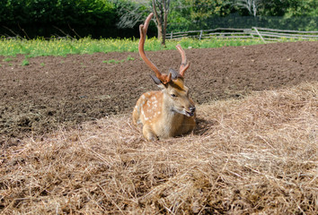 a young spotted deer lies on the straw and chews