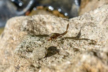  A Large Red Damselfly Pyrrhosoma nymphula nymph on a stone wall around a pond starting its emergence to adult form 1 of 10 in series.