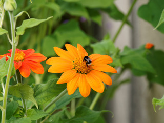 Eine Dunkle Erdhummel (Bombus terrestris) beim Nektarsammeln, schütteln die begehrten Pollenkörbchen aus der Gerbera blume heraus