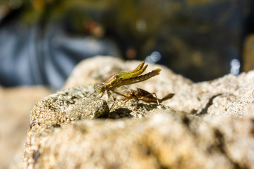  A Large Red Damselfly Pyrrhosoma nymphula freshly emerged from its exuvia with its wings starting to lengthen and uncompress 8 of 10 in series