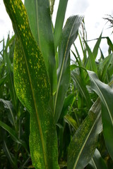 corn in the field